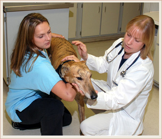 Arnold Animal Hospital | Veterinarians in Arnold, MO